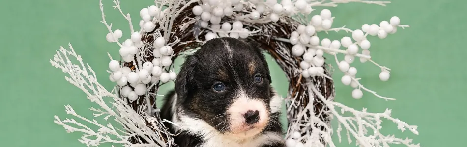 Leia-Jasper-Welpen-Foto-Woche-3-Beitragsbild.jpg