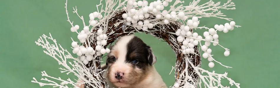 Phoebe-Koda-3-Wochen-Fotos-Beitragsbild.jpg