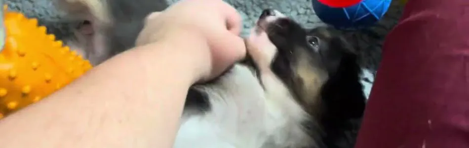 Phoebe-Koda-Umzug-in-den-Auslauf-Beitragsbild.jpg