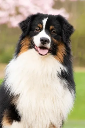 Kenobi-portraitBild.jpg