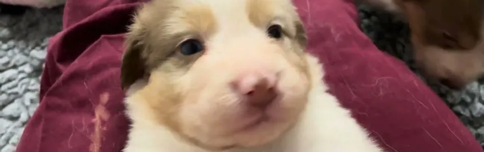 Lucy-Fynn-Kaemmen-Beitragsbild.jpg