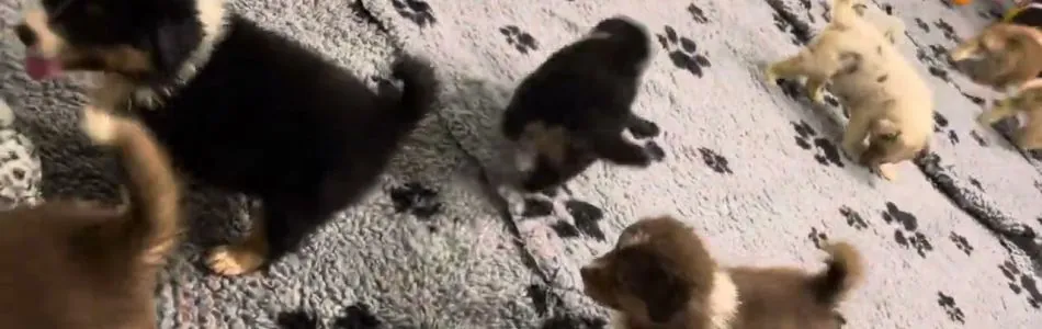 Rosy-Roko-Neue-Freunde-und-groesserer-Auslauf-Beitragsbild.jpg