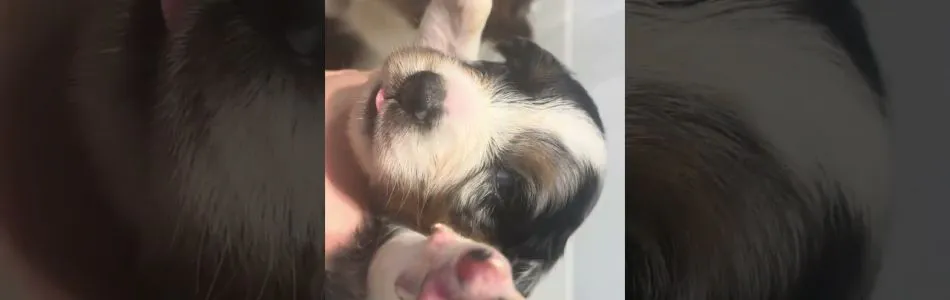 Akira-Chase-Ted-Augen-auf-Beitragsbild.jpg