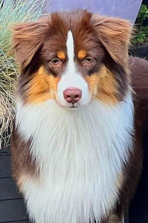 Lotte-Zuchtportrait.jpg Lotte-Zuchtportrait.jpg