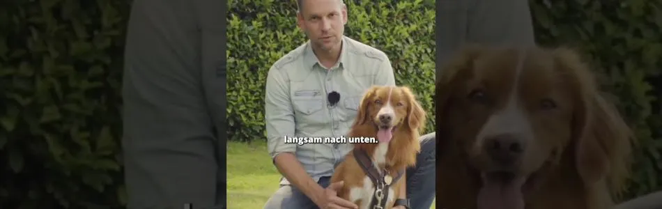 Infos-Hund-beruhigen-So-NICHT-Beitragsbild.jpg