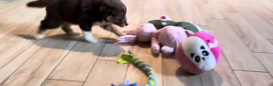 Lotte-Roko-Ausflug-ins-Wohnzimmer-Beitragsbild.jpg