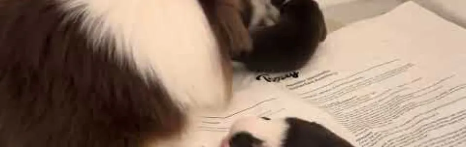 Lotte-Roko-Kleine-Kroeten-Beitragsbild.jpg