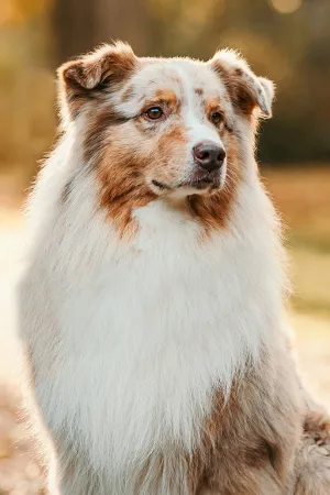 Roko-portraitBild.jpg Roko-portraitBild.jpg