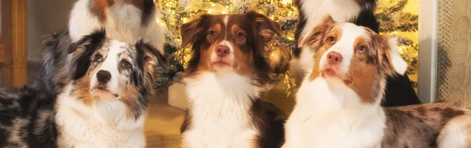 Frohe-Weihnachten-und-einen-guten-Rutsch-ins-neue-Jahr-Beitragsbild.jpg