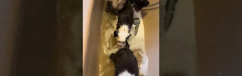 Lotte-Roko-Splish-Splash-Badewanne-Beitragsbild.jpg