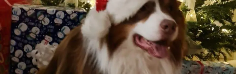 X-Mas-bei-den-Yellowstone-Nachzuchten-Teil-2-Beitragsbild.jpg