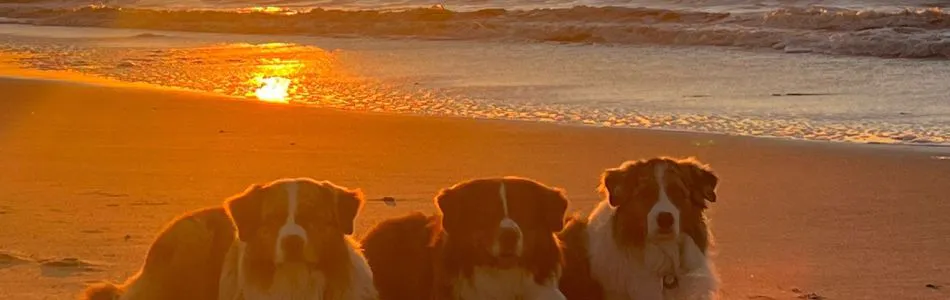 3-Aussies-im-Sonnenuntergang-Beitragsbild.jpg