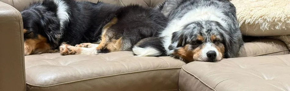 Impressionen-aus-unserem-Rudel-Beitragsbild.jpg