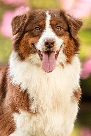Caly-portraitBild.jpg Caly-portraitBild.jpg