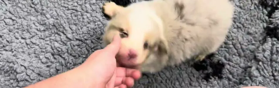 Cally-Tony-Knuddeln-Beitragsbild.jpg