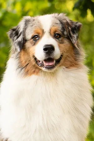 Andy-portraitBild.jpg Andy-portraitBild.jpg