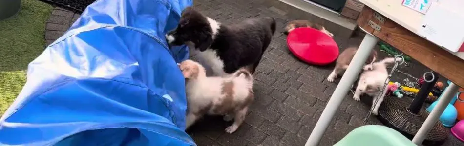April-Cabby-Tunnel-und-Wackelbrett-Beitragsbild.jpg