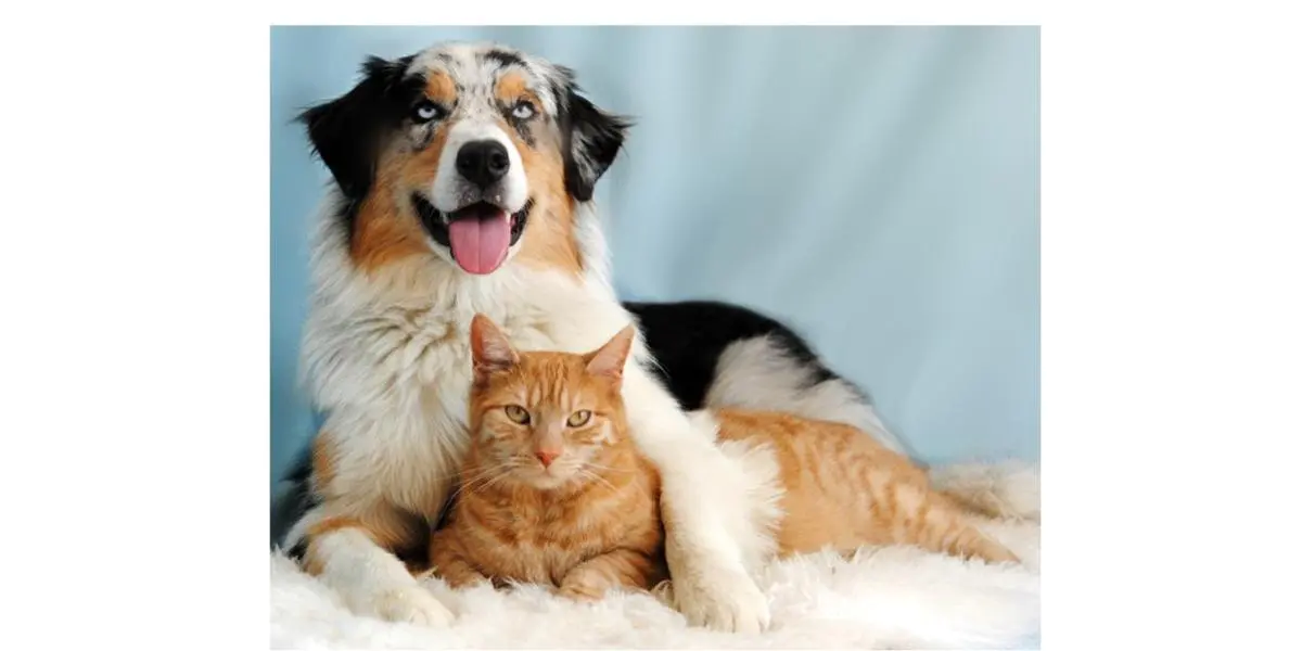 Demodikose des Hundes - Medizinische Kleintierklinik - LMU München
