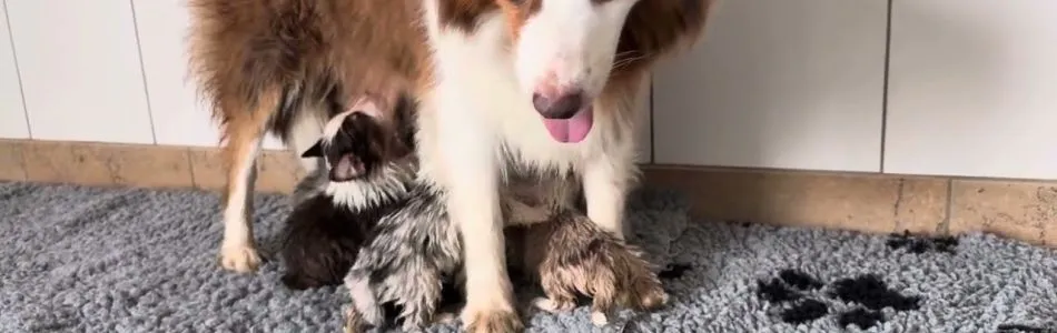 Rosy-Andy-Alle-unzufrieden-Beitragsbild.jpg