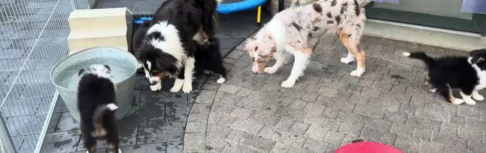 Harper-Andy-Rudeldroehnung-Beitragsbild.jpg