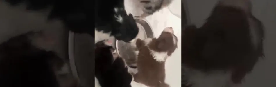 Muffelpuff-Kenobi-Wenn-dein-Mitarbeiter-faul-in-der-wurfkiste-liegt-Beitragsbild.jpg