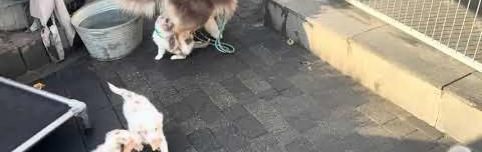 Disney-Cabby-Loki-zu-Besuch-Beitragsbild.jpg