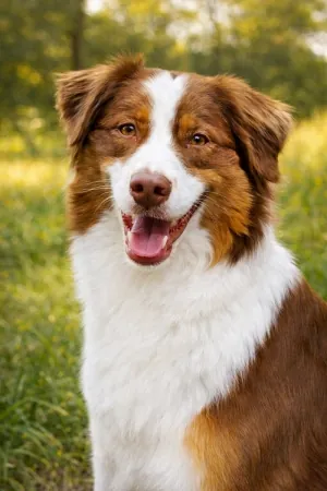 Phoenix-portraitBild.jpg Phoenix-portraitBild.jpg