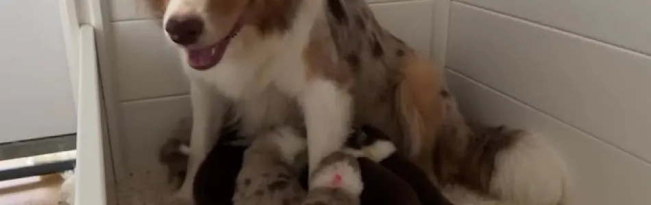 Cuddles-Don-Es-wird-munter-in-der-Wurfkiste-Beitragsbild.jpg
