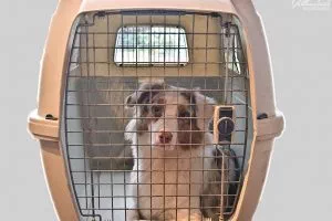 Der Welpe kann ganz angenehm an seine Box gewöhnt werden - die Hundebox ist ein sehr praktisches Hilfsmittel in der Erziehung und keinesweg Strafe!