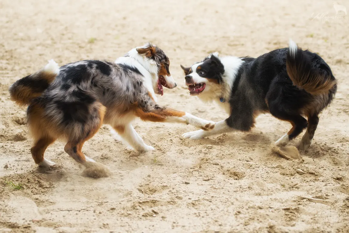 Entwicklung des Charakters eines Hundes - Yellowstone Australian Shepherds