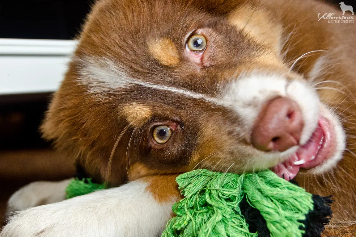Zuhause Welpensicher machen - Yellowstone Australian Shepherds
