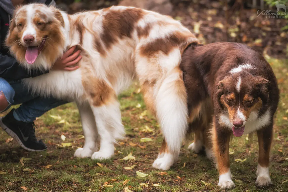 Wurf mit mehreren Rüden? - Yellowstone Australian Shepherds