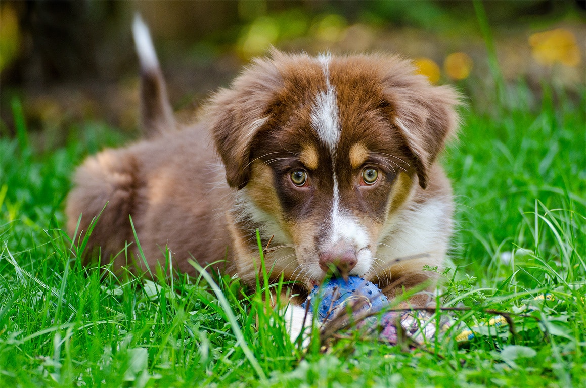 Schäferhunde Mit Geradem Rücken Wir Erwarten Welpen Informationen über den Australian Shepherd - Yellowstone Aussies