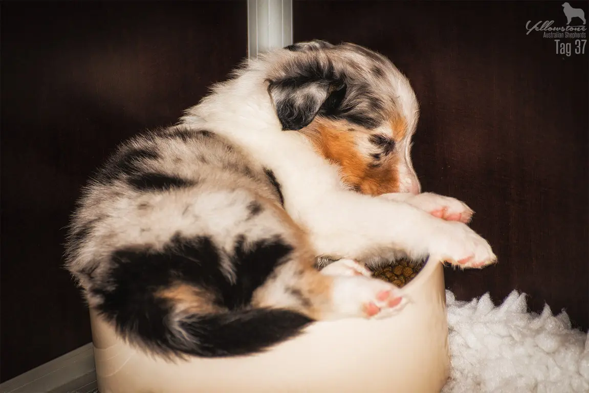 Ernährungszustand meines Welpen - Yellowstone Australian Shepherds