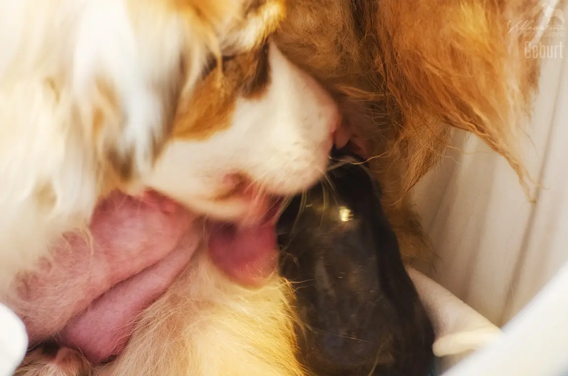 Züchter sind Idealisten - Yellowstone Australian Shepherds