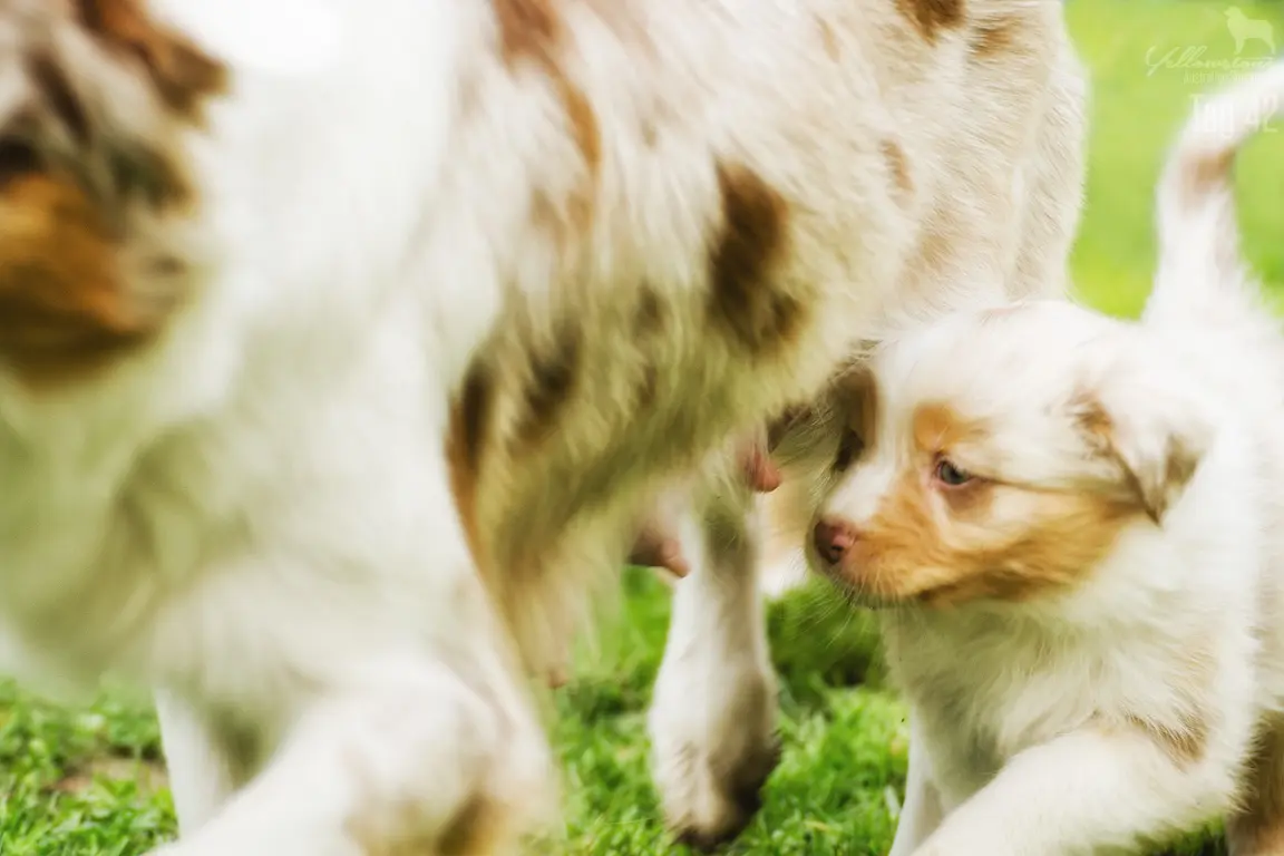 Erkennen Welpen ihre Mutter & Geschwister wieder? - Yellowstone Australian Shepherds