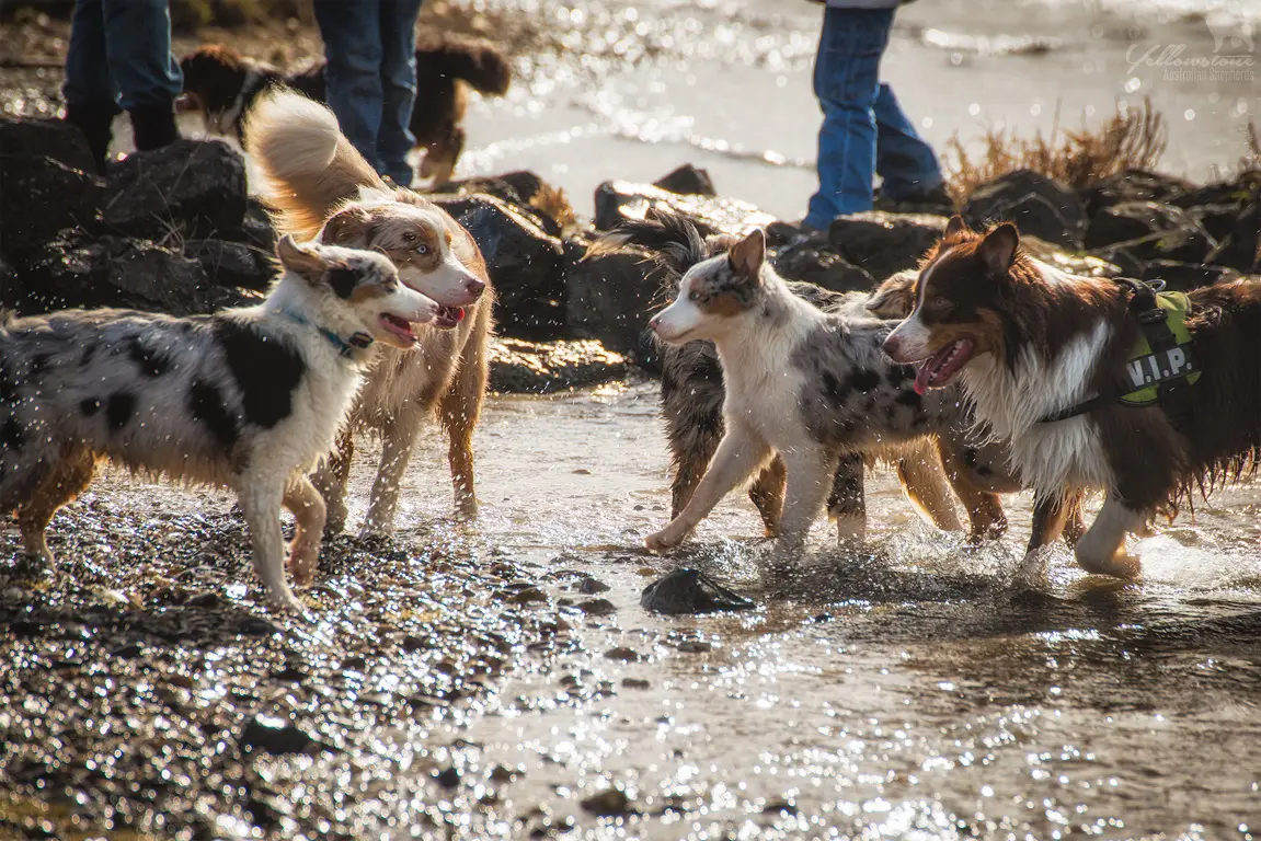 Mehrhundehaltung - Yellowstone Australian Shepherds