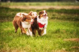 Es gibt Dinge, die solltest du mit einem Welpen oder deinem Hund vermeiden. Die sog. Hundetabus - Zucker im Essen, Hund im Auto, Sport - wann und wie?