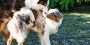 Deckung Atasi & Maisy