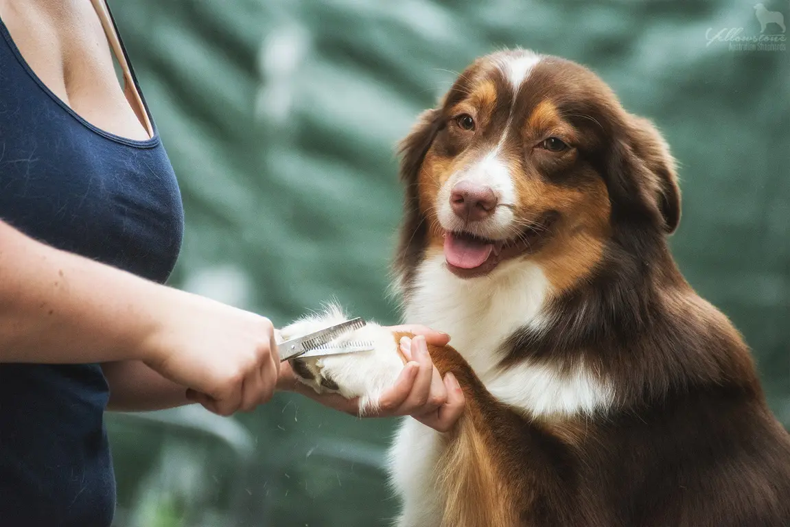 Grooming Zubehör - Yellowstone Australian Shepherds