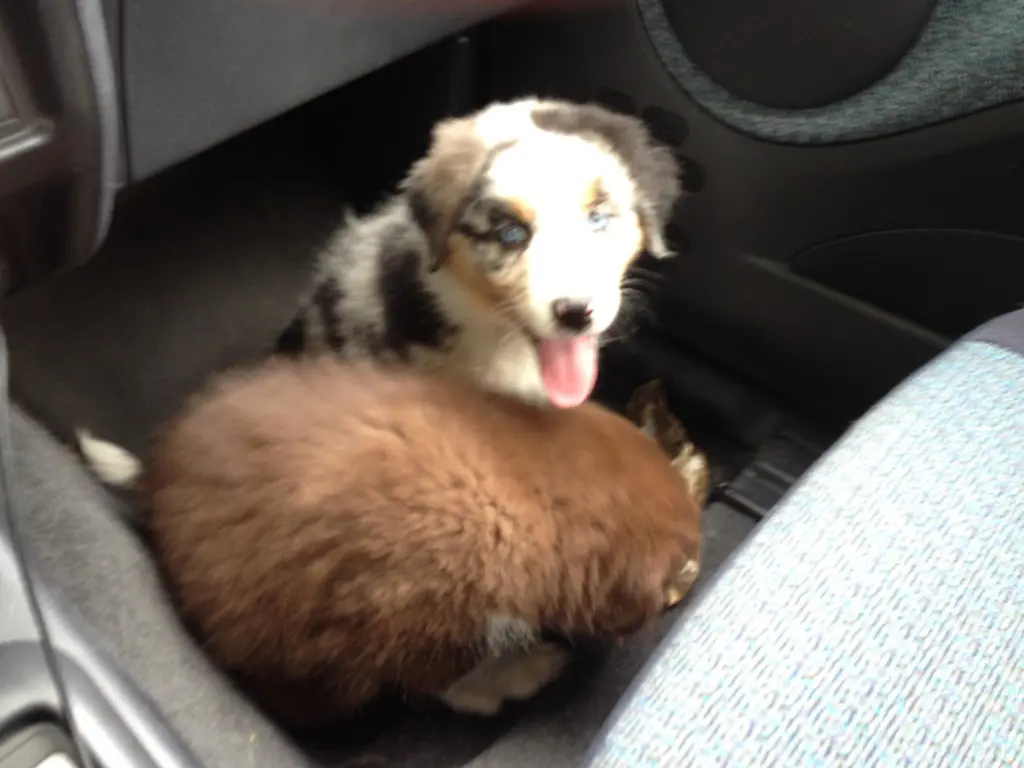 Stresssymptome bei Hunden / Welpen - Yellowstone Australian Shepherds