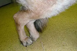 Degenerative Myelopathien Yellowstone Australian Shepherds
