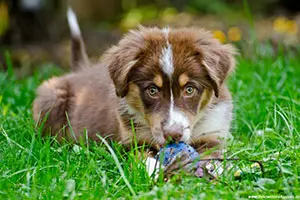 Der Australian Shepherd - Yellowstone Australian Shepherds