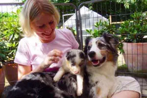 Informationen zum Welpenbesuch - Yellowstone Australian Shepherds