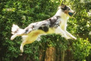 Wie sind Aussies eigentlich wirklich? Abseits vom Rassestandard gibt es einiges, was typisch für den Australian Shepherd ist. Ein humorvoller Blick :-)