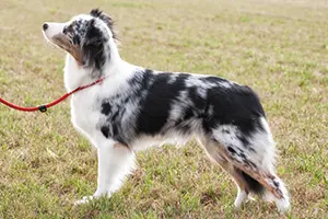 josie_links josie_links