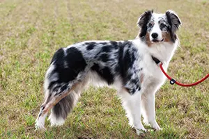 josie_rechts josie_rechts