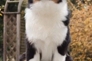 nachzucht_josie11 nachzucht_josie11