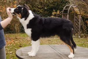 nachzucht_josie12 nachzucht_josie12