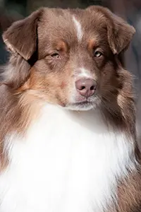 stuart_portrait